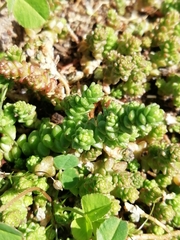 Sedum acre