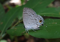 Sinthusa chandrana