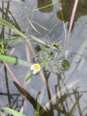 Ranunculus circinatus