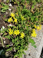 Sedum acre