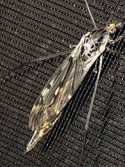 Tipula metacomet
