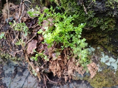 Asplenium cuneifolium