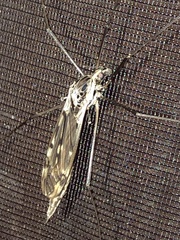 Tipula metacomet