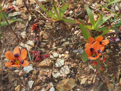 Tritonia deusta deusta