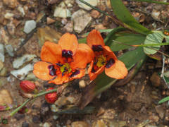 Tritonia deusta deusta