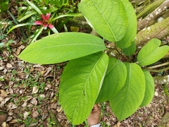 Passiflora arborea
