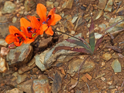 Tritonia deusta (Aiton) Ker Gawl.