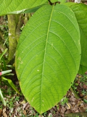 Passiflora arborea