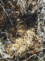 Reithrodontomys fulvescens