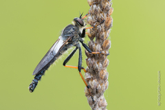 Pamponerus germanicus