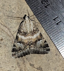Drasteria mirifica