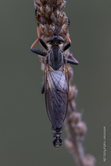 Pamponerus germanicus