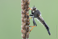 Pamponerus germanicus