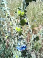 Cynoglossum creticum