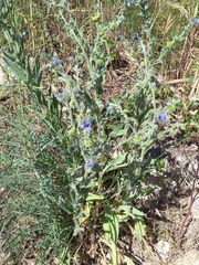 Cynoglossum creticum