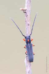 Phytoecia virgula
