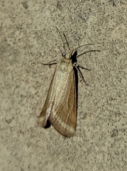 Microtheoris ophionalis