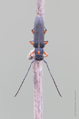 Phytoecia virgula