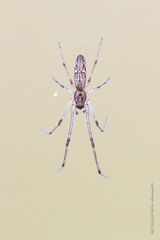 Tetragnatha nigrita