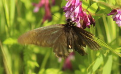 Battus philenor hirsuta