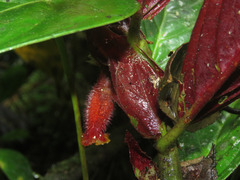 Columnea dimidiata