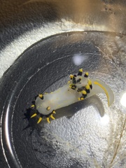 Polycera tricolor