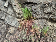 Asplenium cuneifolium