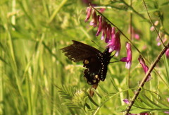 Battus philenor hirsuta