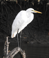 Ardea alba