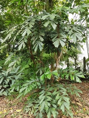 Aiphanes simplex