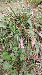 Aechmea gamosepala