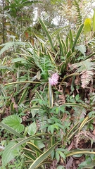 Aechmea gamosepala