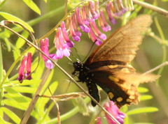 Battus philenor hirsuta