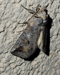 Elasmia packardii