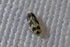 Etainia sericopeza