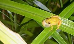 Hyperolius kivuensis