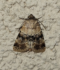 Properigea continens