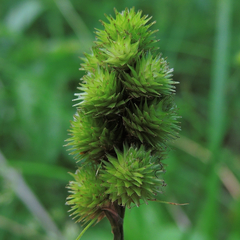 Carex cristatella