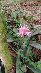 Aechmea fasciata