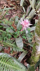 Aechmea fasciata