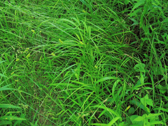 Carex cristatella
