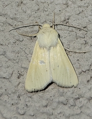 Copablepharon grandis