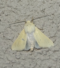 Copablepharon grandis