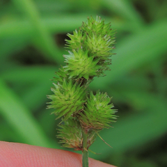 Carex cristatella