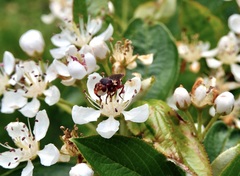 Myopa clausa