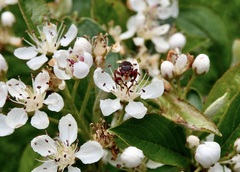 Myopa clausa