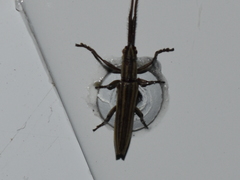 Hippopsis lemniscata