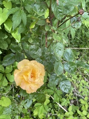 Rosa foetida