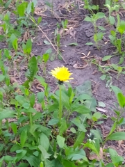 Taraxacum officinale