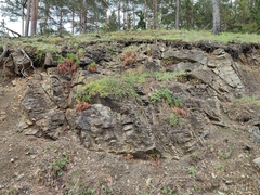 Asplenium cuneifolium